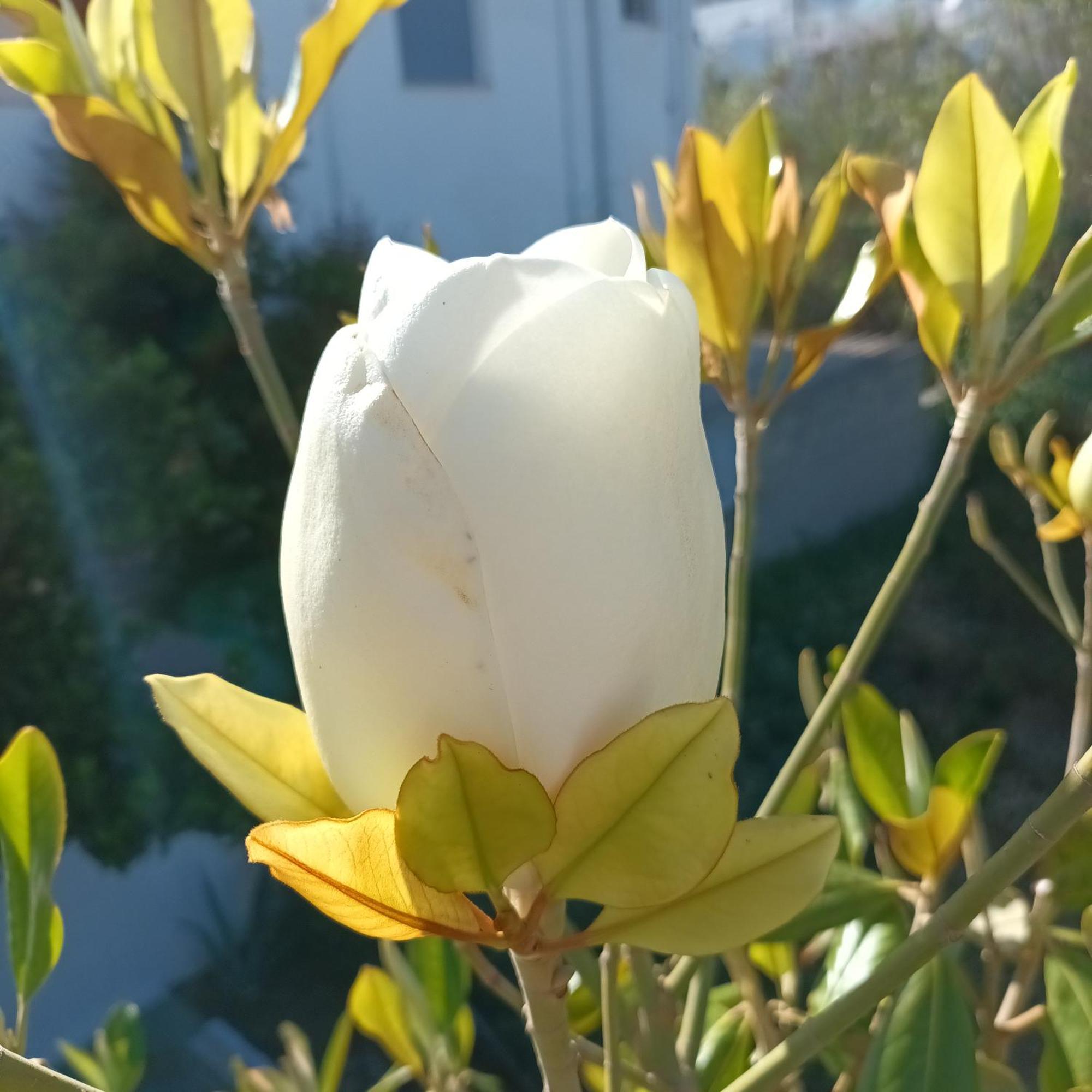 Magnolia Senses Apartamento Kini Quarto foto